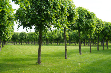 Fototapeta na wymiar Linden green trees in row at park