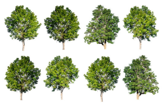 Set of trees isolated on white background
