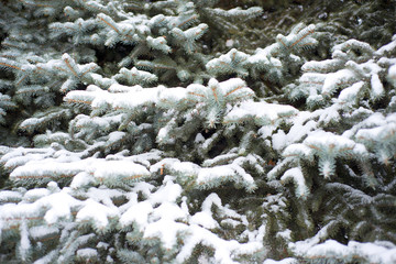 Branches of pine tree with snow