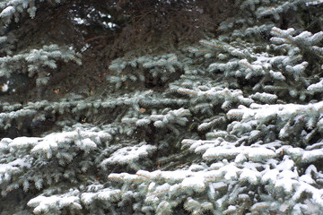 Branches of pine tree with snow