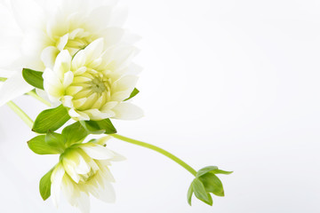 Fototapeta premium ビューティイメージ 