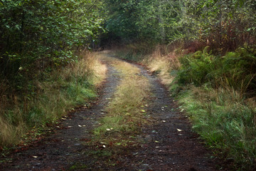 Decommissioned logging road, Joyce Valley, WA