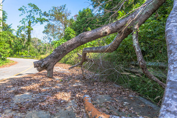 big trees beside the road