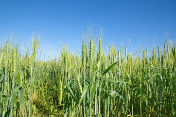Obraz premium Green ears of rye against the blue sky
