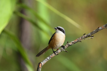 Shrike Birds in Thailand and Southeast Asia.