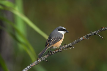 Shrike Birds in Thailand and Southeast Asia.