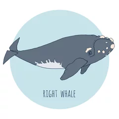 Foto op Canvas Juiste walvis vectorillustratie. Hand getrokken, geïsoleerd op een witte en blauwe achtergrond. Zeedieren voor creatief ontwerp. © Suok