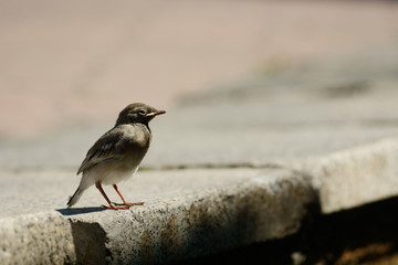 Sparrow