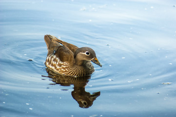 Lesser Whistling Duck