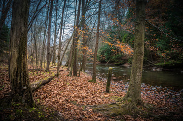 Obraz premium fall in the park