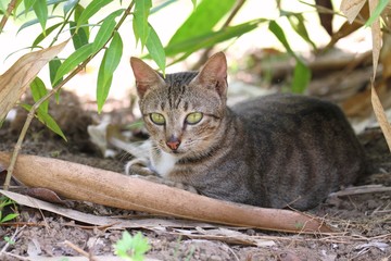 木陰で休むボルネオ島の猫