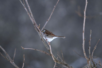 Obraz premium Cold Finch