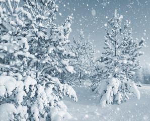 Bright winter landscape with snow-covered pine trees