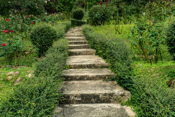 Concrete staircase with green plants