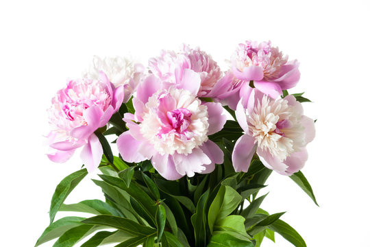 Bouquet of beautiful soft pink peony flowers. Floral motif wallpaper
