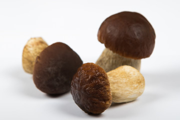 boletus mushroom