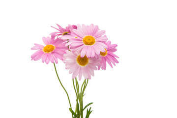 pink daisy isolated
