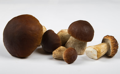 boletus mushroom