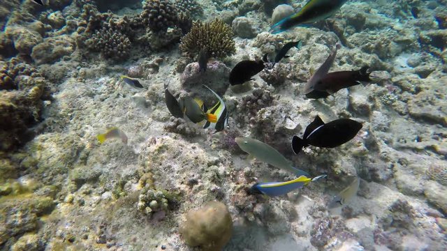 viele Fische suchen im Riff nach Futter