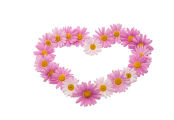 pink daisy isolated