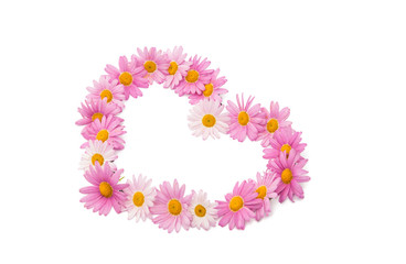 pink daisy isolated