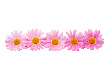 pink daisy isolated