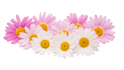 pink daisy isolated © ksena32