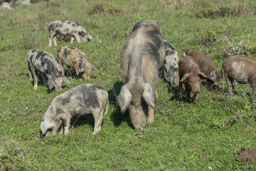 Wild pigs on a green grass