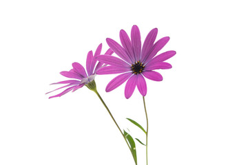 Osteospermum Daisy or Cape Daisy Flower