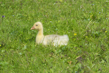 Geese in the meadow.
