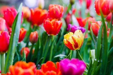Obraz premium beautiful tulips in garden. colorful tulips in garden.