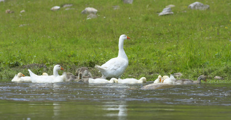 Obraz premium Geese in the meadow.