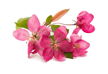  pink flowers on an apple-tree