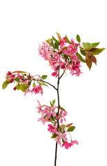  pink flowers on an apple-tree