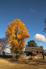 神社の銀杏