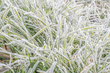 Fresh snow cover over green grass on lawn. Snowy outdoor field.