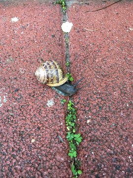 A sanil in winter times