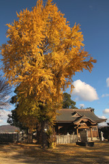 Fototapeta na wymiar 神社の銀杏