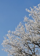 Landscape with Tree on an ice cold winter morning