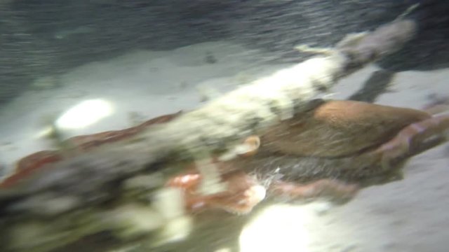 beim Nachtschnorcheln einen Kraken gefilmt