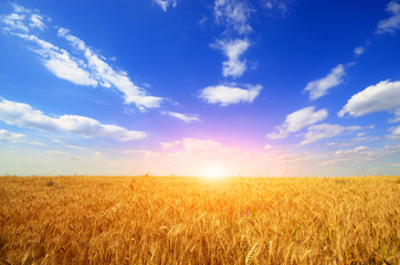 Wheat field against sun light © Mikhailov Studio