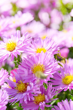 Violet Asters