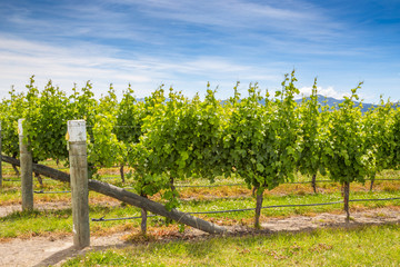 Fototapeta na wymiar Beautiful view of green vineyard in Marlborough area, Blenheim, New Zealand South Island