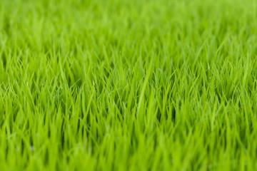 Beautiful green rice field background, Selective focus.