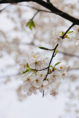 Branch of white Cherry Blossoms.