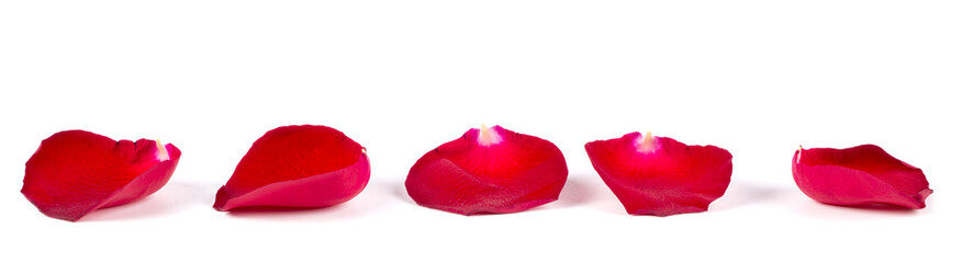 Red rose petals on a white background.