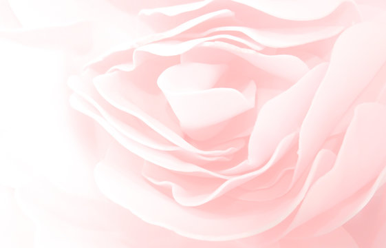 Delicate pastel pink rose in soft focus, emphasizing its gentle petals and romantic floral texture in a dreamy aesthetic.