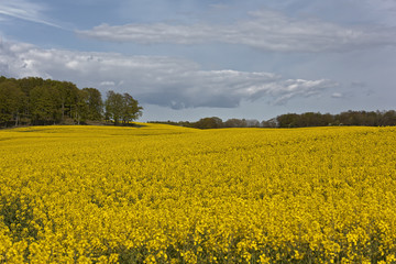 Obraz premium Yellow Rapeseedfield