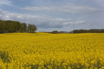 Yellow Rapeseedfield