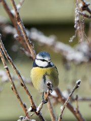 Fototapeta premium Cute little blue tit bird perched on a twig in a bush with a little frost and snow
